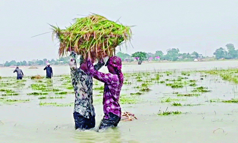 হাওরের কৃষকের আনন্দ নেই